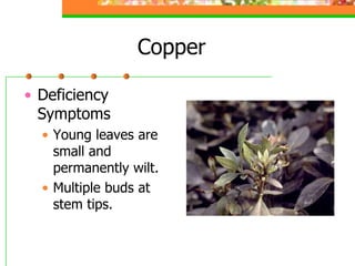 Copper
• Deficiency
Symptoms
• Young leaves are
small and
permanently wilt.
• Multiple buds at
stem tips.
 