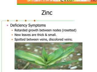 Zinc
• Deficiency Symptoms
• Retarded growth between nodes (rosetted)
• New leaves are thick & small.
• Spotted between veins, discolored veins.
 