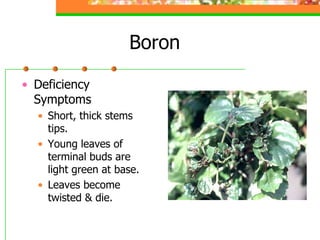 Boron
• Deficiency
Symptoms
• Short, thick stems
tips.
• Young leaves of
terminal buds are
light green at base.
• Leaves become
twisted & die.
 
