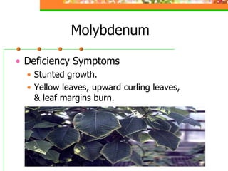Molybdenum
• Deficiency Symptoms
• Stunted growth.
• Yellow leaves, upward curling leaves,
& leaf margins burn.
 