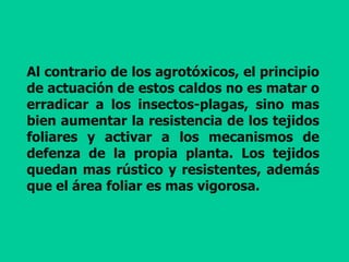 Al contrario de los agrotóxicos, el principio
de actuación de estos caldos no es matar o
erradicar a los insectos-plagas, sino mas
bien aumentar la resistencia de los tejidos
foliares y activar a los mecanismos de
defenza de la propia planta. Los tejidos
quedan mas rústico y resistentes, además
que el área foliar es mas vigorosa.
 