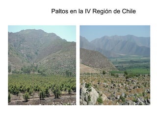 Paltos en la IV Región de Chile