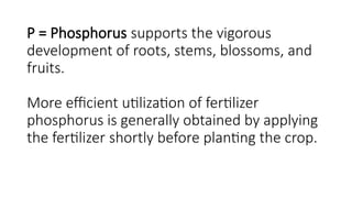 P = Phosphorus supports the vigorous
development of roots, stems, blossoms, and
fruits.
More efficient utilization of fertilizer
phosphorus is generally obtained by applying
the fertilizer shortly before planting the crop.
 