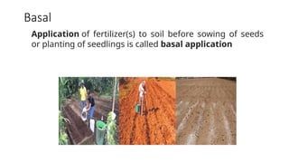 Basal
Application of fertilizer(s) to soil before sowing of seeds
or planting of seedlings is called basal application
 