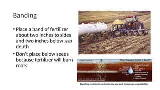 Banding
• Place a band of fertilizer
about two inches to sides
and two inches below seed
depth
• Don’t place below seeds
because fertilizer will burn
roots
 