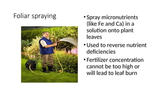 Foliar spraying • Spray micronutrients
(like Fe and Ca) in a
solution onto plant
leaves
• Used to reverse nutrient
deficiencies
• Fertilizer concentration
cannot be too high or
will lead to leaf burn
 