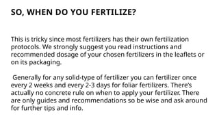 SO, WHEN DO YOU FERTILIZE?
This is tricky since most fertilizers has their own fertilization
protocols. We strongly suggest you read instructions and
recommended dosage of your chosen fertilizers in the leaflets or
on its packaging.
Generally for any solid-type of fertilizer you can fertilizer once
every 2 weeks and every 2-3 days for foliar fertilizers. There’s
actually no concrete rule on when to apply your fertilizer. There
are only guides and recommendations so be wise and ask around
for further tips and info.
 