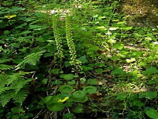 Fervenza de agua caida panton