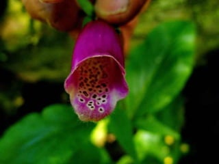 Fervenza de agua caida panton