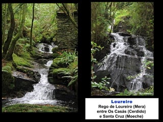 Loureiro
Rego de Loureiro (Mera)
entre Os Casás (Cerdido)
e Santa Cruz (Moeche)
 