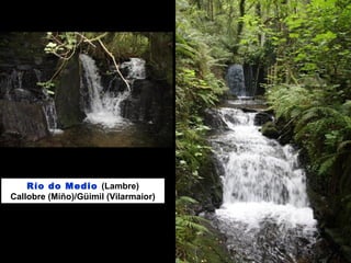 Río do Medio (Lambre)
Callobre (Miño)/Güimil (Vilarmaior)
 
