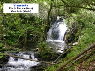 Visantoña
Río da Furoca (Mero)
Visantoña (Mesía)
 
