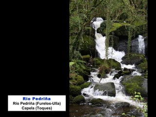 Río Pedriña
Río Pedriña (Furelos-Ulla)
Capela (Toques)
 