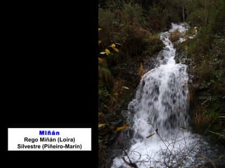 Miñán 
Rego Miñán (Loira) 
Silvestre (Piñeiro-Marín) 
 
