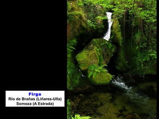 Firga 
Río de Brañas (Liñares-Ulla) 
Somoza (A Estrada) 
 