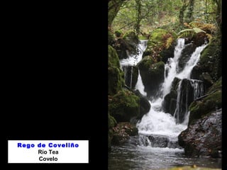 Rego de Coveliño 
Río Tea 
Covelo 
 