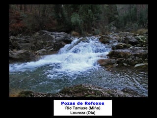 Pozas de Refoxos 
Río Tamuxe (Miño) 
Loureza (Oia) 
 