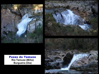 Pozas do Tamuxe 
Río Tamuxe (Miño) 
Burgueira (Oia) 
 