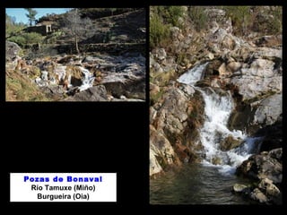 Pozas de Bonaval 
Río Tamuxe (Miño) 
Burgueira (Oia) 
 