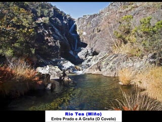 Río Tea (Miño)
Entre Prado e A Graña (O Covelo)
 