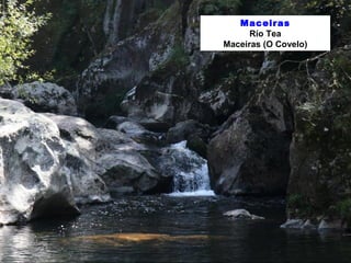 Maceiras
Río Tea
Maceiras (O Covelo)
 