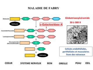 Ceramide
Glc Gal Gal GalNAcSphingosine
Acide gras
Acide grasSphingosine
Ceramide
Ceramide
Ceramide Glc
Glc
Glc
Glc GalGal
Gal Gal
Gal
Globoside
Ceramidetrihexoside
Lactosylceromide
Glucosylcemide
(Glucocerebroside) +
+
+
+
αβ β
α-Galactosidase A
Cellules endothéliales,
perithéliales et musculaires
lisses des vaisseaux
Globotriaosylcéramide
30 à 300 X
COEUR REINSYSTEME NERVEUX OEILPEAUOREILLE
MALADIE DE FABRY
 
