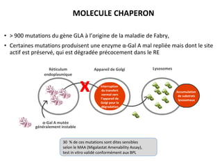 MOLECULE CHAPERON
Réticulum
endoplasmique
Appareil de Golgi Lysosomes
Interruption
du transfert
normal vers
l’appareil de
Golgi pour la
dégradation
Accumulation
de substrats
lysosomaux
α-Gal A mutée
généralement instable
x
• > 900 mutations du gène GLA à l’origine de la maladie de Fabry,
• Certaines mutations produisent une enzyme α-Gal A mal repliée mais dont le site
actif est préservé, qui est dégradée précocement dans le RE
30 % de ces mutations sont dites sensibles
selon le MAA (Migalastat Amenability Assay),
test in vitro validé conformément aux BPL
 