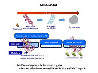 Accumulation de GL3Mutant stabilisé de α-Gal A
Réticulum
endoplasmique
Appareil
de Golgi Lysosomes
Mutant instable de α-Gal A
Trafic augmenté
Migalastat
Diminution de la rétention dans le RE
Mutation
Site actif
Baisse du substrat
2 jours
• Molécule chaperon de l’enzyme α-gal A
- fixation sélective et réversible sur le site actif de l’ α-gal A
 