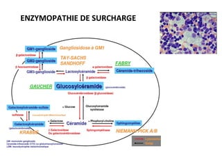 ENZYMOPATHIE DE SURCHARGE
 