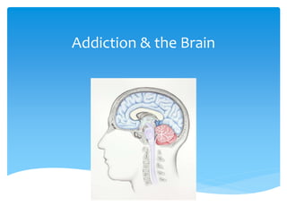 Addiction & the Brain
 