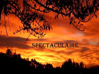 SPECTACULAiRe 