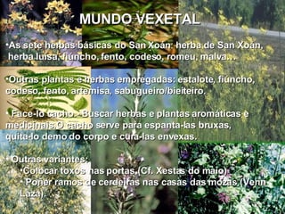 As sete herbas do San Xoán: abeluria, fiúncho, herba luísa, Fento macho, malva, romeu MUNDO VEXETAL As sete herbas básicas do San Xoán :  herba de San Xoán, herba luísa, fiúncho, fento, codeso, romeu, malva… Outras plantas e herbas empregadas: estalote, fiúncho, codeso, fento, artemisa, sabugueiro/bieiteiro.  Face-lo cacho.- Buscar herbas e plantas aromáticas e  medicinais.O cacho serve para espanta-las bruxas,  quita-lo demo do corpo e cura-las envexas. Outras variantes: Colocar toxos nas portas (Cf. Xestas do maio) Poñer ramos de cerdeiras nas casas das mozas (Verín Laza). 