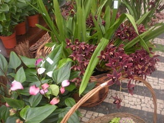 Festa da flor   2012