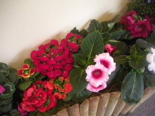 Festa da flor   2012