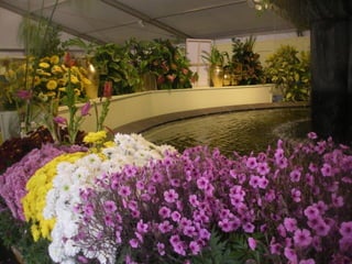 Festa da flor   2012