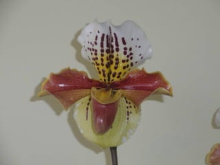 Festa da flor   2012