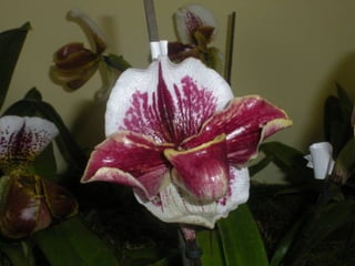 Festa da flor   2012