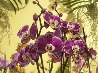 Festa da flor   2012