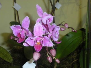 Festa da flor   2012