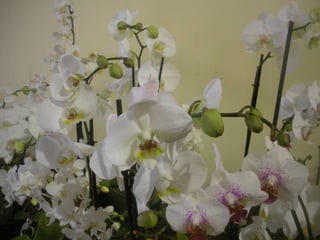 Festa da flor   2012
