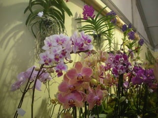 Festa da flor   2012