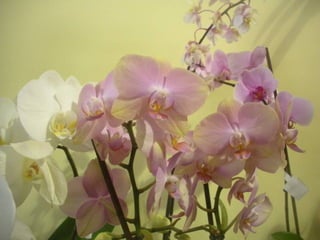 Festa da flor   2012