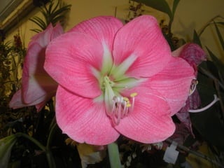 Festa da flor   2012