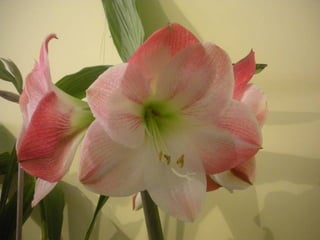 Festa da flor   2012