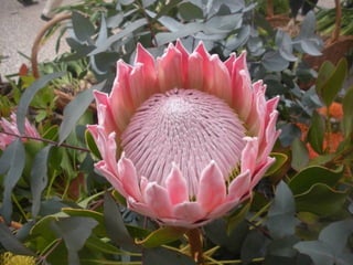 Festa da flor   2012