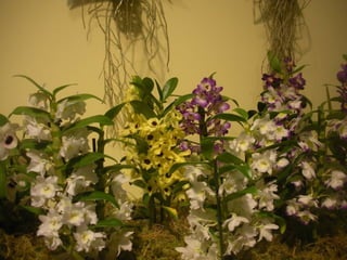 Festa da flor   2012