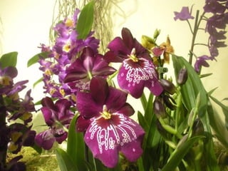 Festa da flor   2012