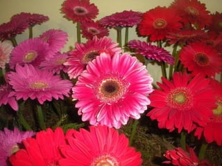 Festa da flor   2012