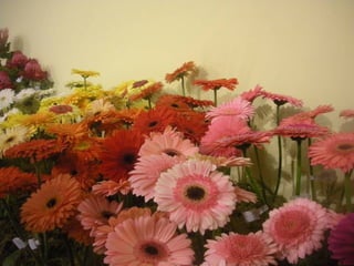 Festa da flor   2012
