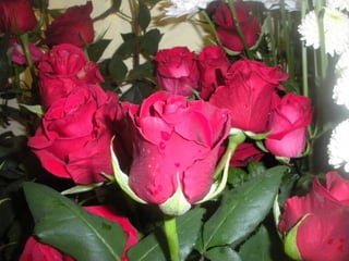 Festa da flor   2012